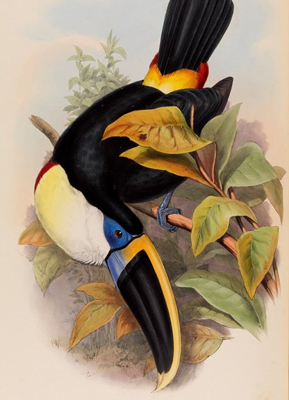 Family of Toucans, John Gould lithograph