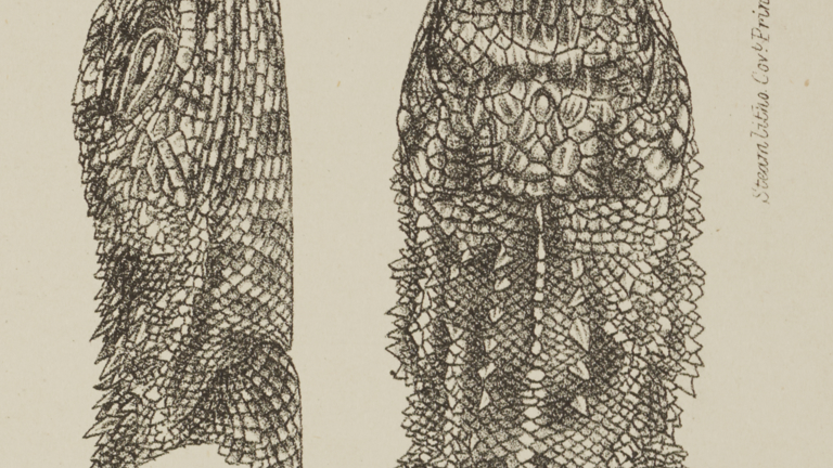 An illustrated dragon's head seen from two angles.