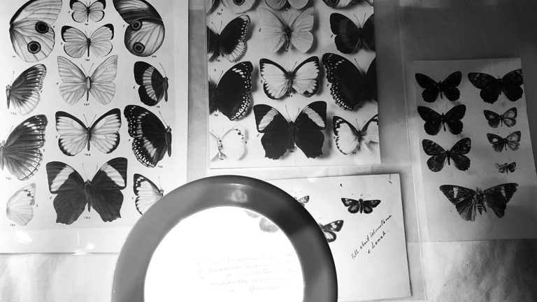 “Butterflies of Australia” (1914) proofs from the Museums Victoria Archives