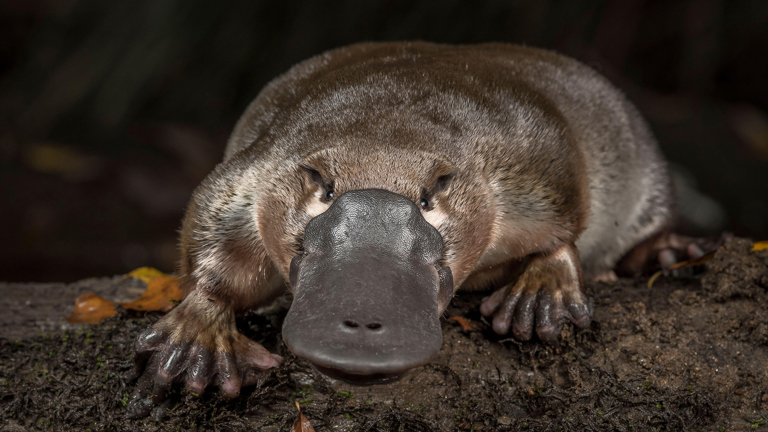 a platypus perched on a log