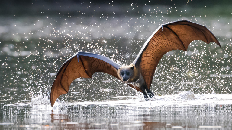 A bat flying low over water