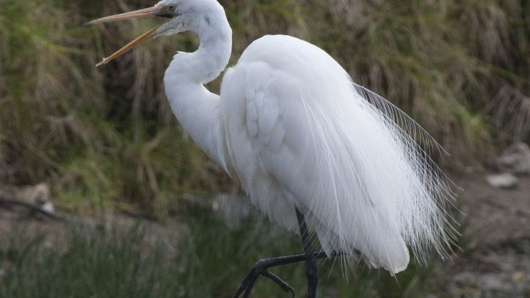 an elegant white bird wading in water