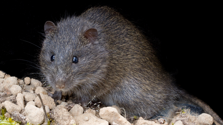 Face-on view of a Swamp Rat (Rattus lutreolus)