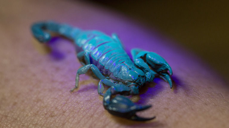 a small scorpion glowing green under uv light