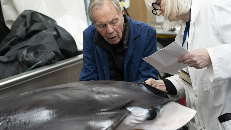 two scientists look over a giant devil ray