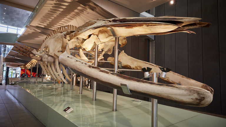 An image of a large whale skeleton on display in a hall