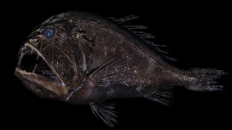 a scary looking fish with big teeth