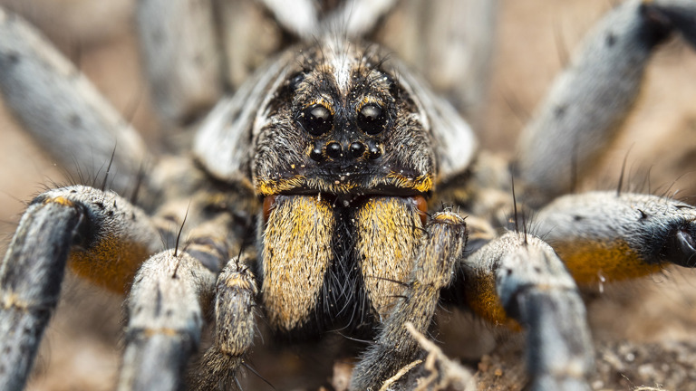 a spider looking straight at the viewer