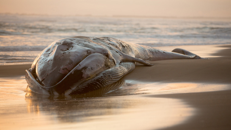 waves lap against the body of a large whale on a sandy beach