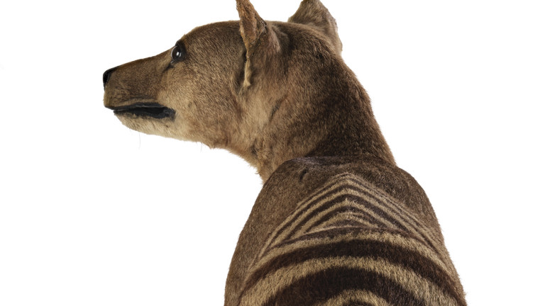 A striped Tasmanian Tiger looking off into the distance