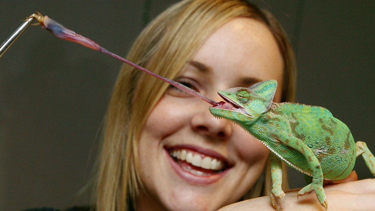 a green reptile extends its tongue to catch an insect. a woman smiles in the background