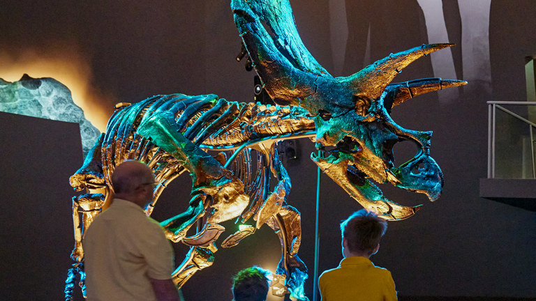 A man and two boys looking up at a skeleton of a three-horned dinosaur fossil illuminated in blue and green light