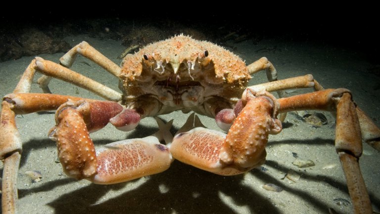 Newly-moulted Giant Spider Crab