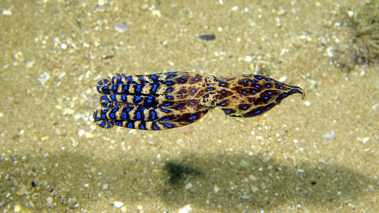 Southern Blue-ringed Octopus