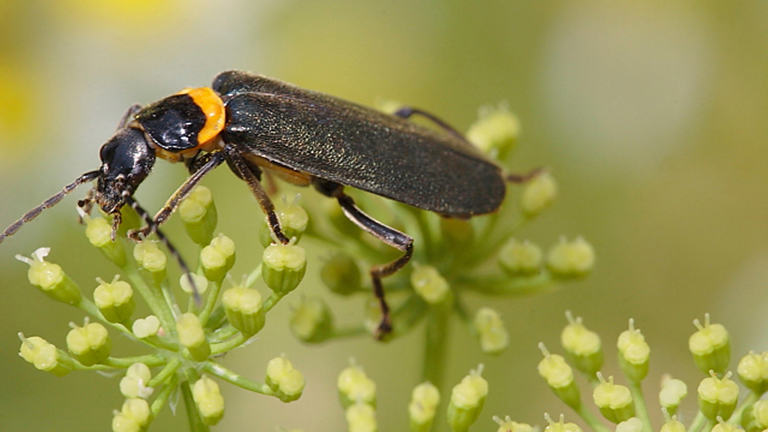 Black and orange beetle on a flower