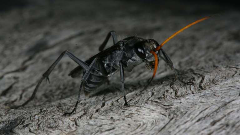 Black wasp