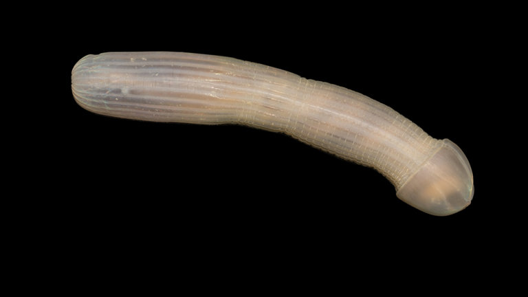 Worm on a black background