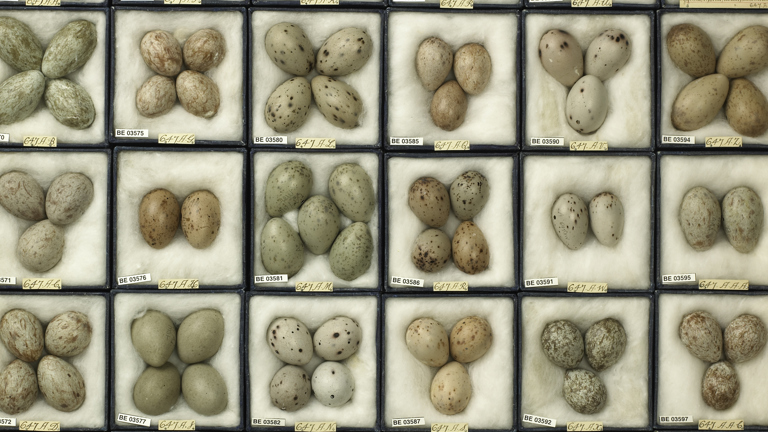 H.L. White egg collection, tray of Magpie eggs.