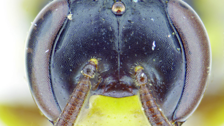 Image taken by a microscope of a bees head