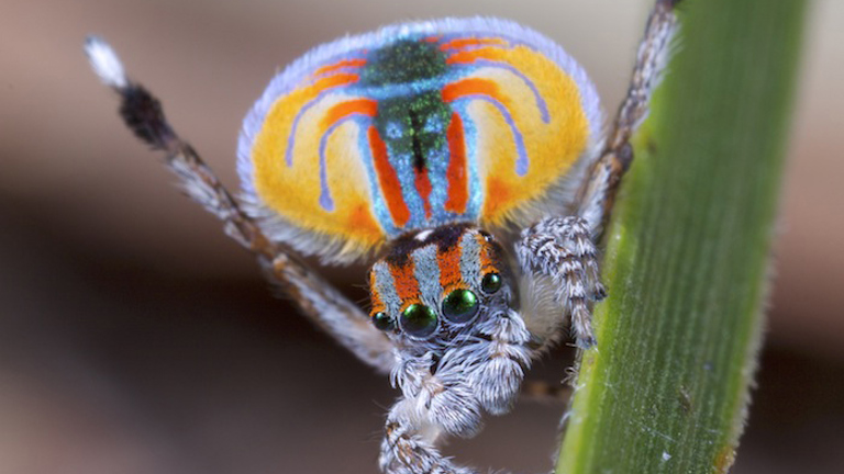 A male Maratus volans peacock spider. Image made available through generous donation of its original author.