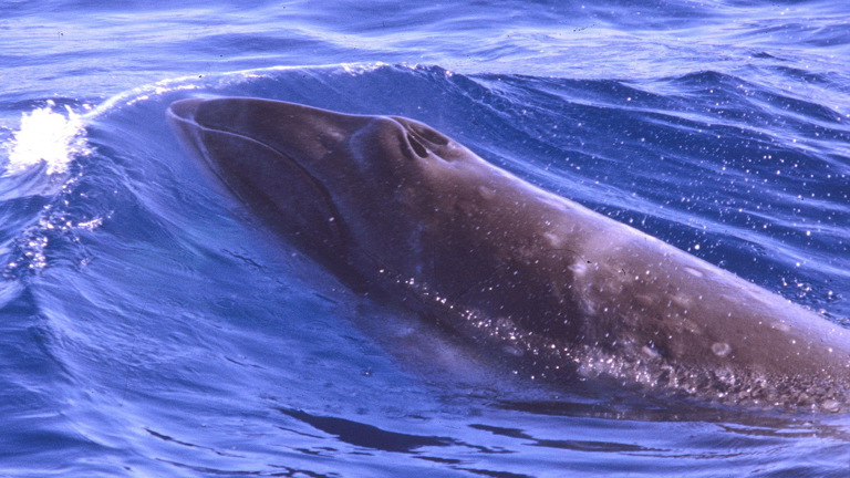 A view of a whale at the surface from above