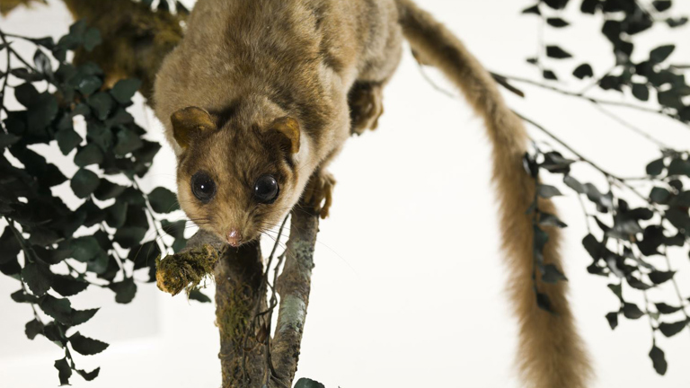 Gymnobelideus leadbeateri, Leadbeater's Possum, mount.