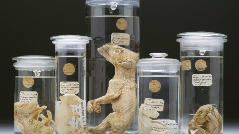 Specimens in glass jars