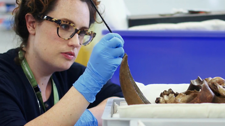 Conservation at Museums Victoria.