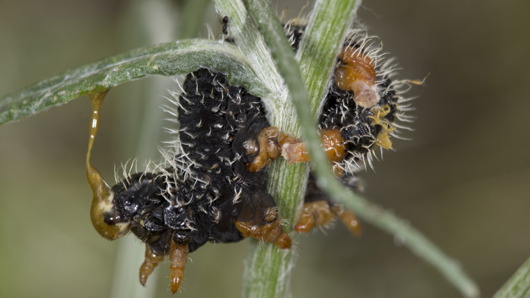 Perga dorsalis, Steel Blue Sawfly