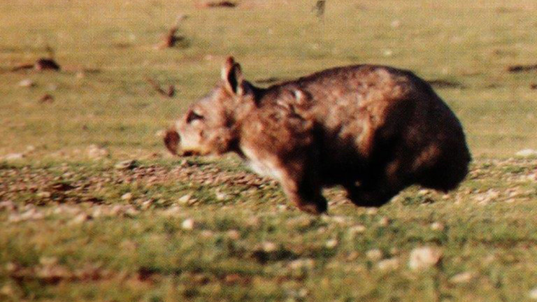 a wombat running with all four legs off the ground